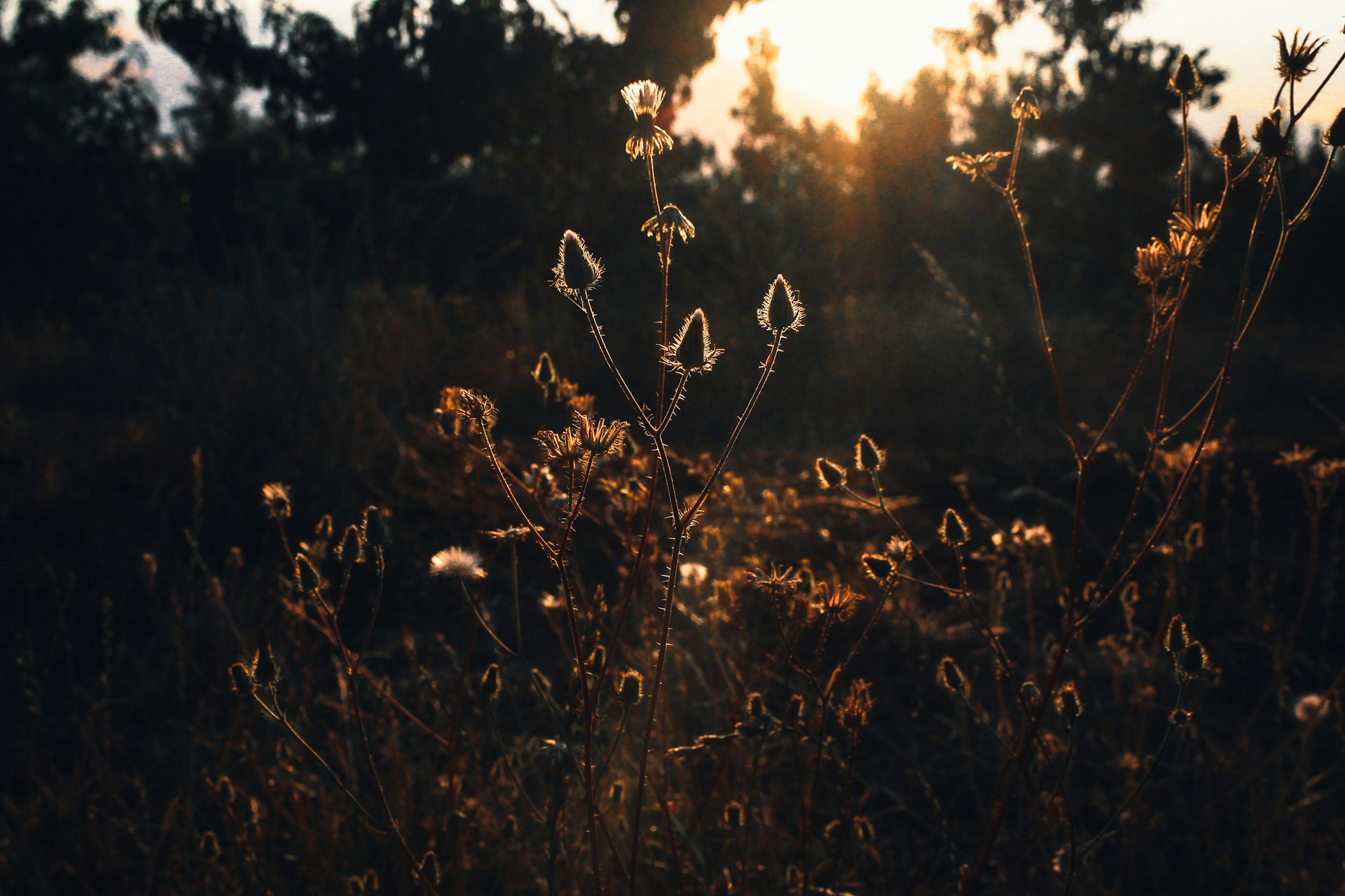 the sun is shining through the trees in the field